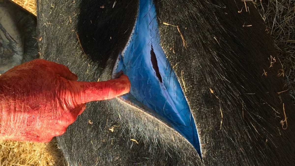 Slănină albastru neon