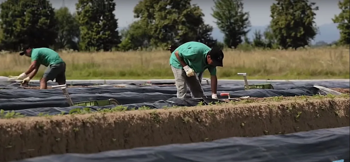 Salarii de până la 4.700 de euro disponibile pentru români în Germania și Polonia. Sunt mii de posturi disponibile, dar candidații nu se înghesuie