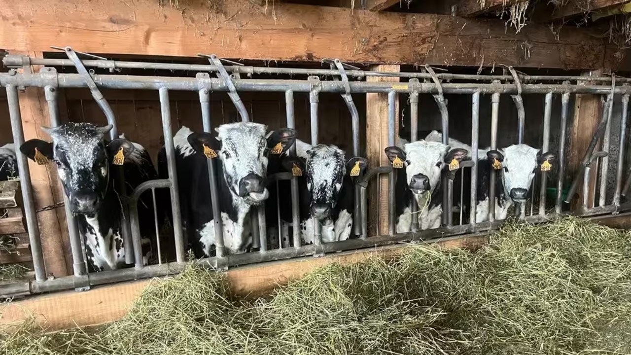 Abondance, Amandine, Abeille, Arlette și Amsel