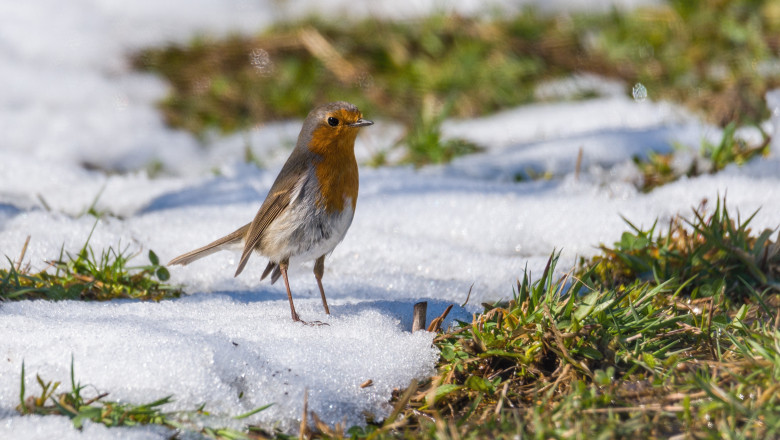 Un nou vortex polar „explodează” peste Europa. „Primăvara falsă” este alungată de inversarea curenţilor, meteorologii vorbesc despre o „anomalie de proporţii”