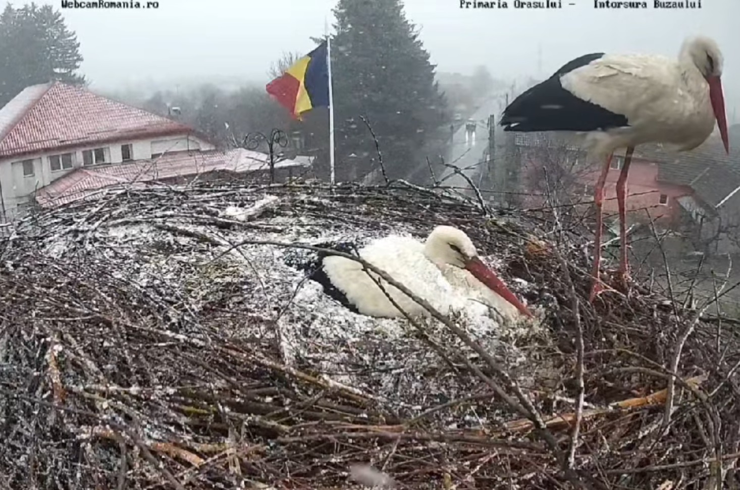 Vreme ca de Crăciun în minivacanţa de 1 Mai. Berzele şi-au setat greşit GPS-ul FOTO şi VIDEO