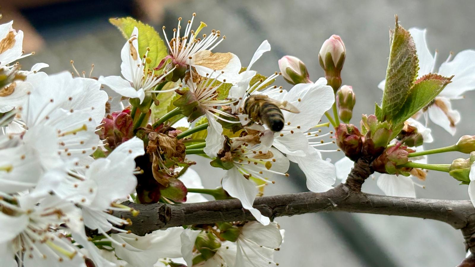 Florile care ajută pomii fructiferi. Țin la distanță dăunătorii și atrag albinele