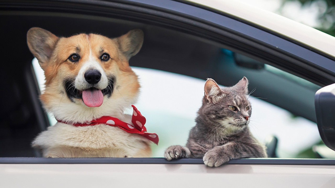 Amendă de până la 4.000 de lei pentru șoferii care își transportă câinele sau pisica pe scaunul din față al mașinii