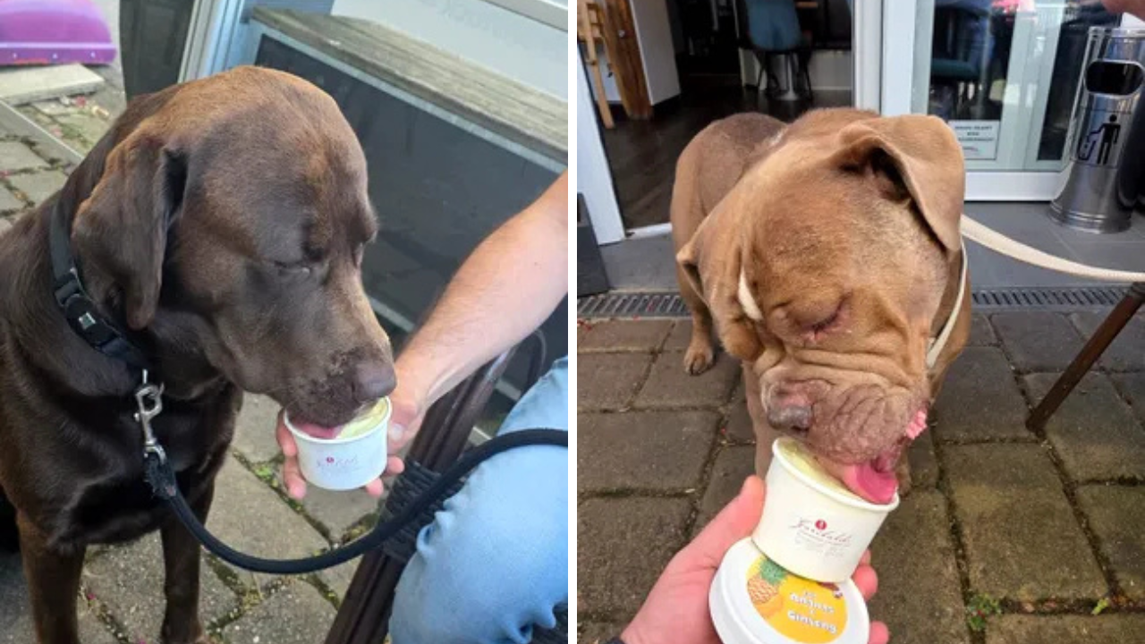 Cum a ajuns un român să facă profit uriaș în Germania cu înghețată pentru căței. Câți euro costă o porție