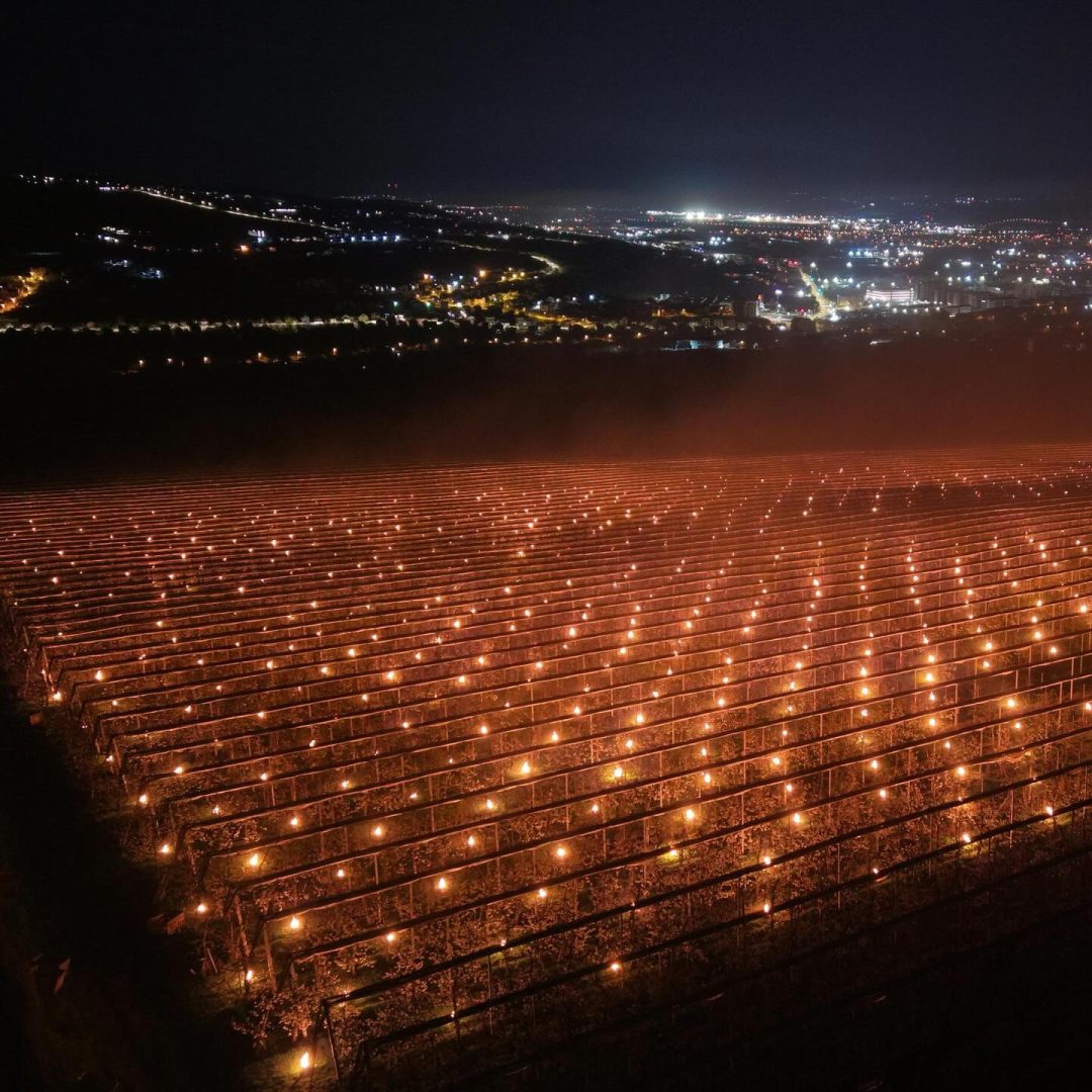VIDEO Suma imensă investită de un agricultor pentru a-și salva recolta. 40.000 de euro ”arși” într-o singură noapte într-o livadă de cireșe