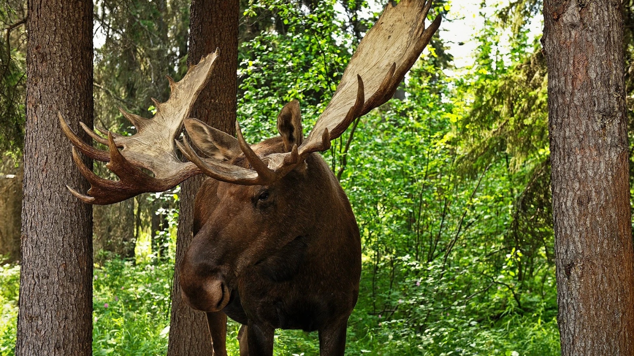 4 elani vor putea fi admirați în Parcul Natural Vânători Neamț. Un proiect a reintrodus specia pe teritoriul țării