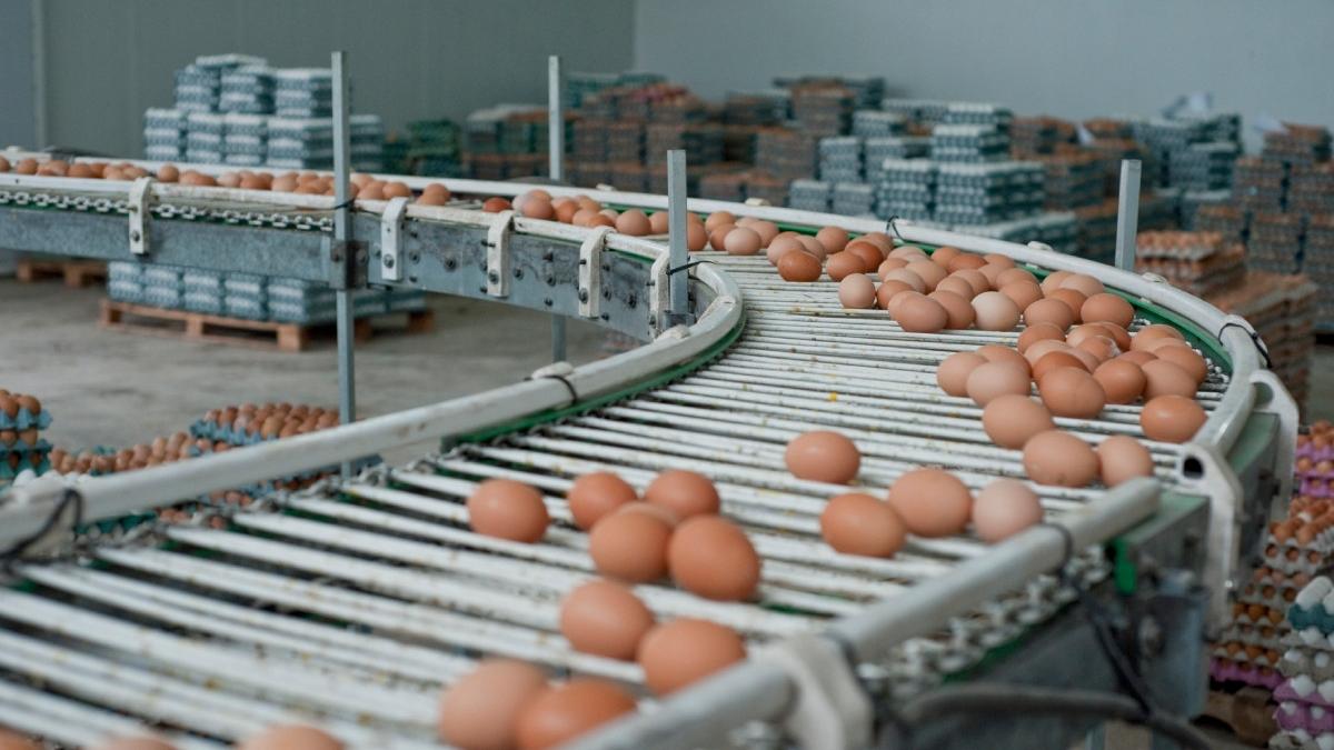 Preţul ouălor a crescut deja cu mai mult de o treime peste media ultimilor ani, iar iîn unele zone se văd primele semne de penurie