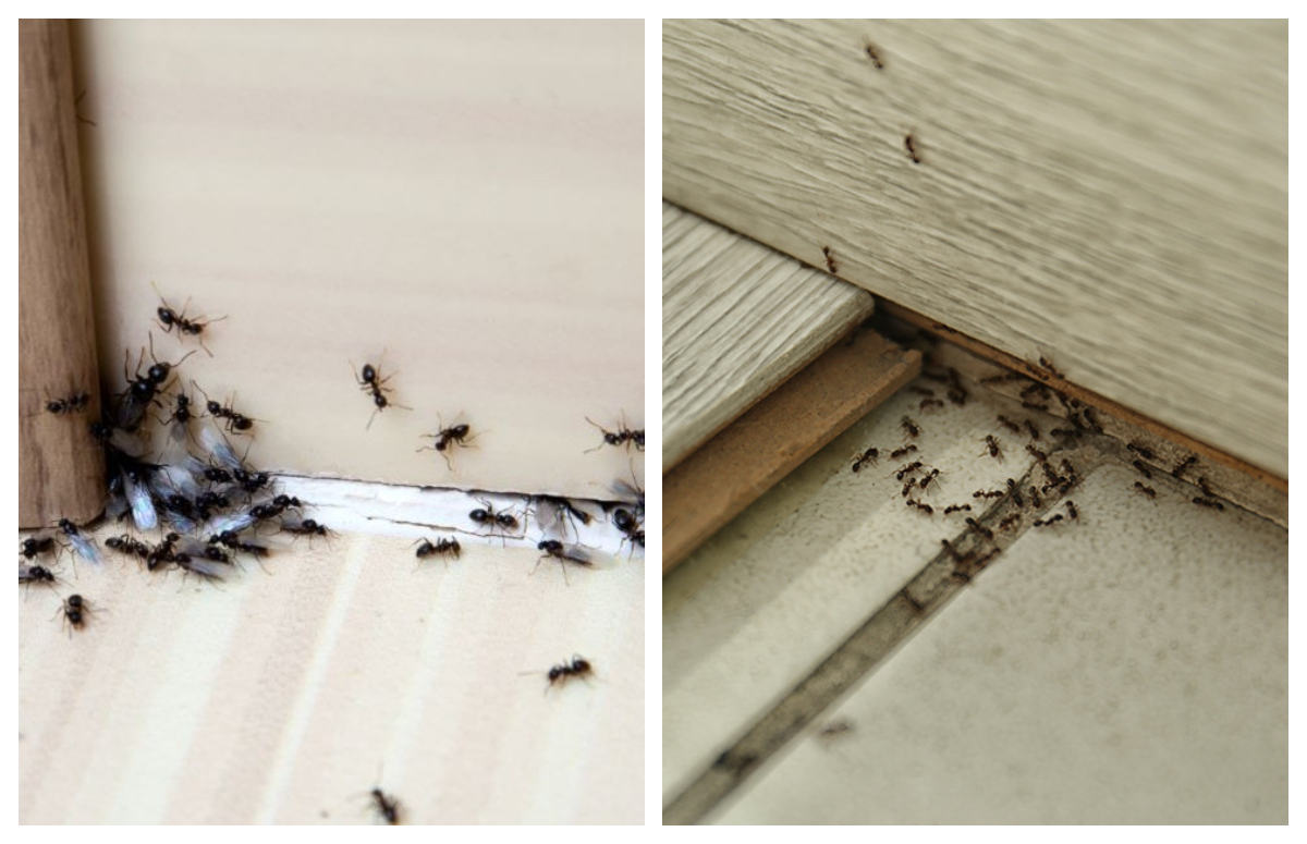 Cum să scapi de furnicile din casă, fără să folosești soluții toxice. Cele mai simple și eficiente metode