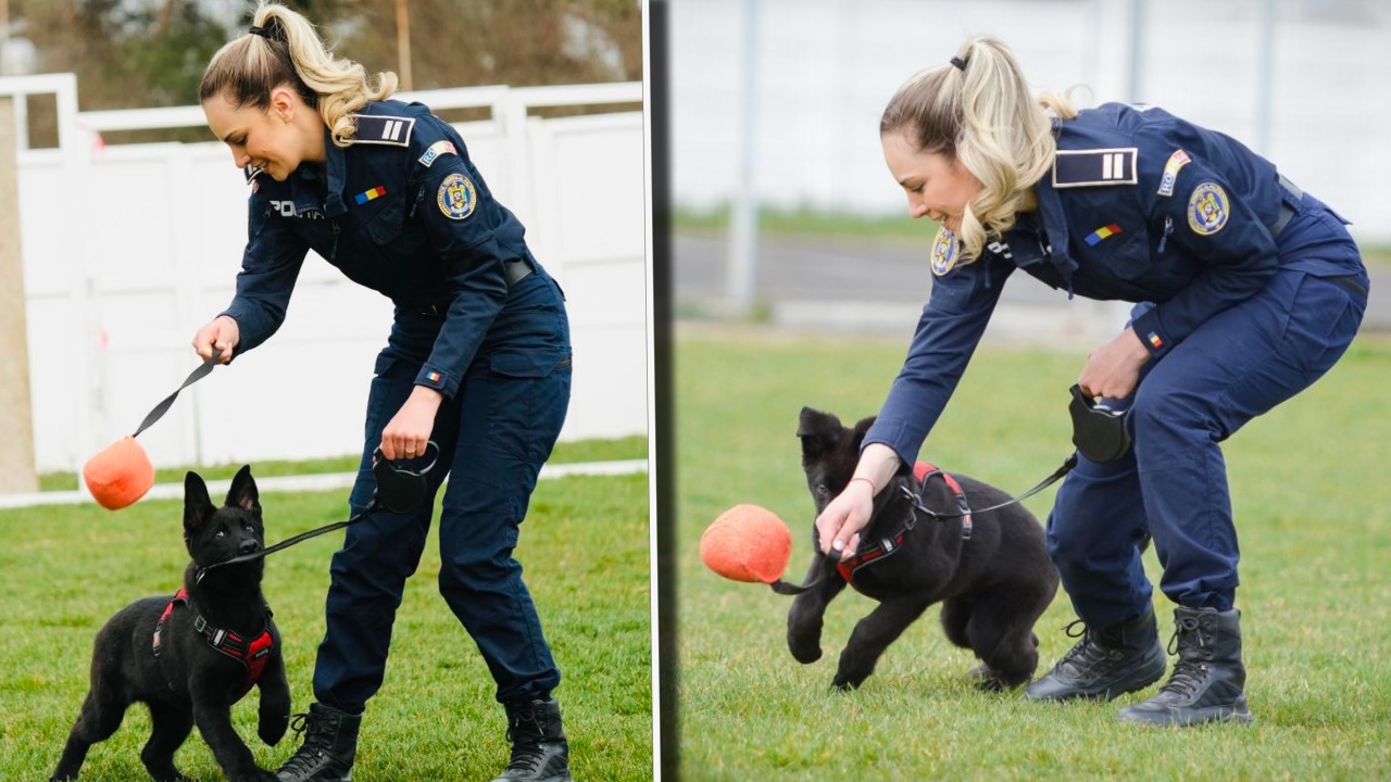 Cum învață Iureș, un ciobănesc german de la Centrul Chinologic din Sibiu, să depisteze droguri. Are doar 4 luni
