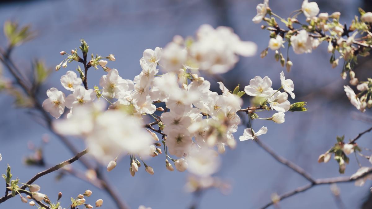 Prognoza meteo. Gata cu frigul, apare soarele! Temperaturile de apropie de normal