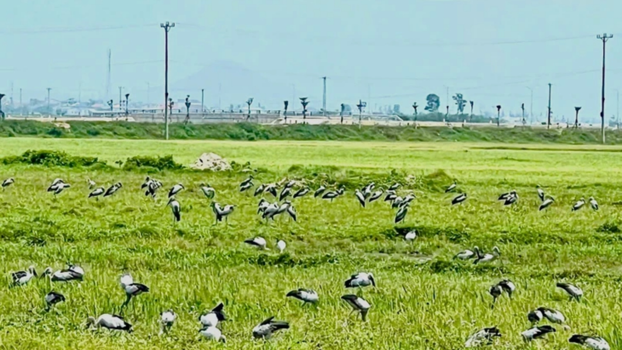 Stolurile de păsări distrug recoltele care abia au răsărit. Fermierii declară culturile de primăvară calamitate