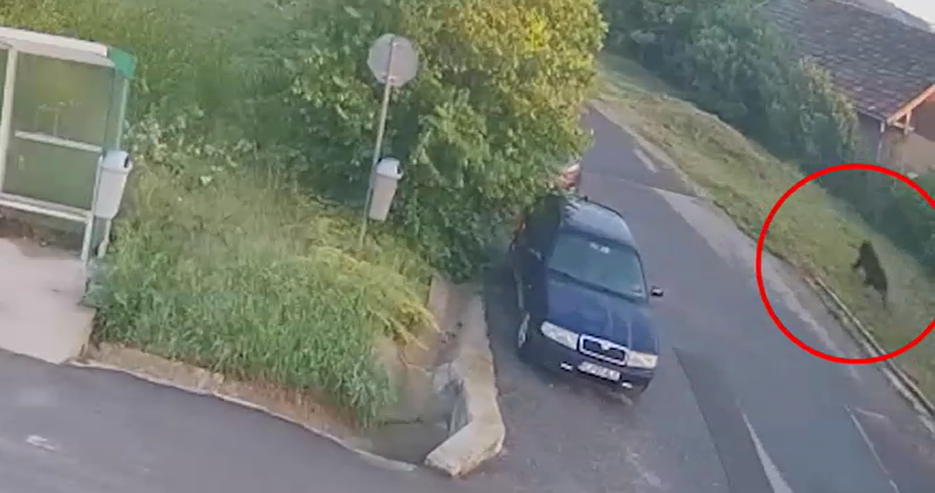 Urs filmat lângă staţia de autobuz de lângă şcoală