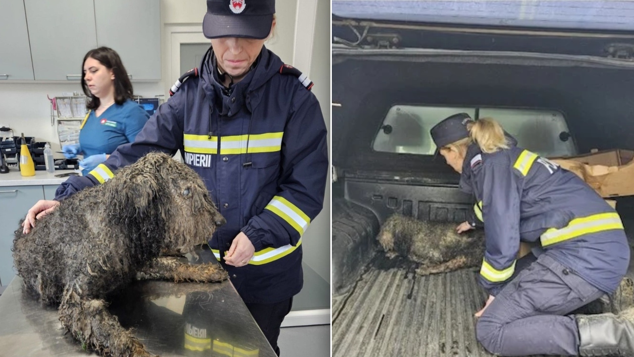 Un câine, salvat de autorități în timpul căutărilor pentru Alex, băiețelul din Sibiu: „Nu mai avea puterea să se salveze singur”