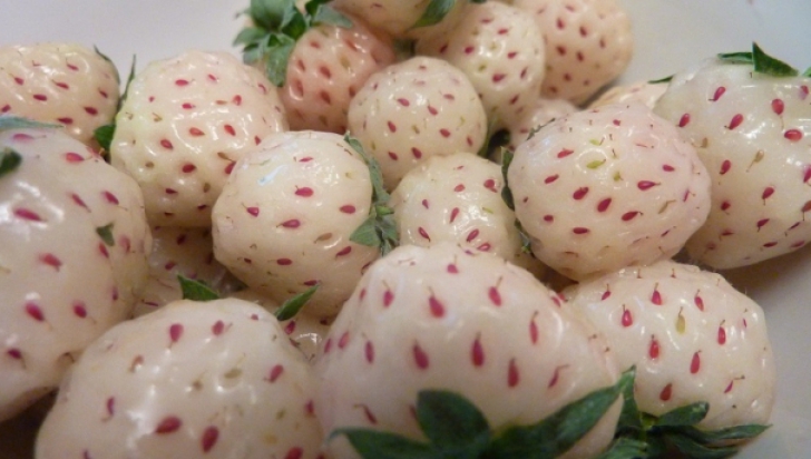 Fructul cu care un fermier român a dat lovitura anul acesta. Se vinde cu 30 de dolari bucata în ţara de origine