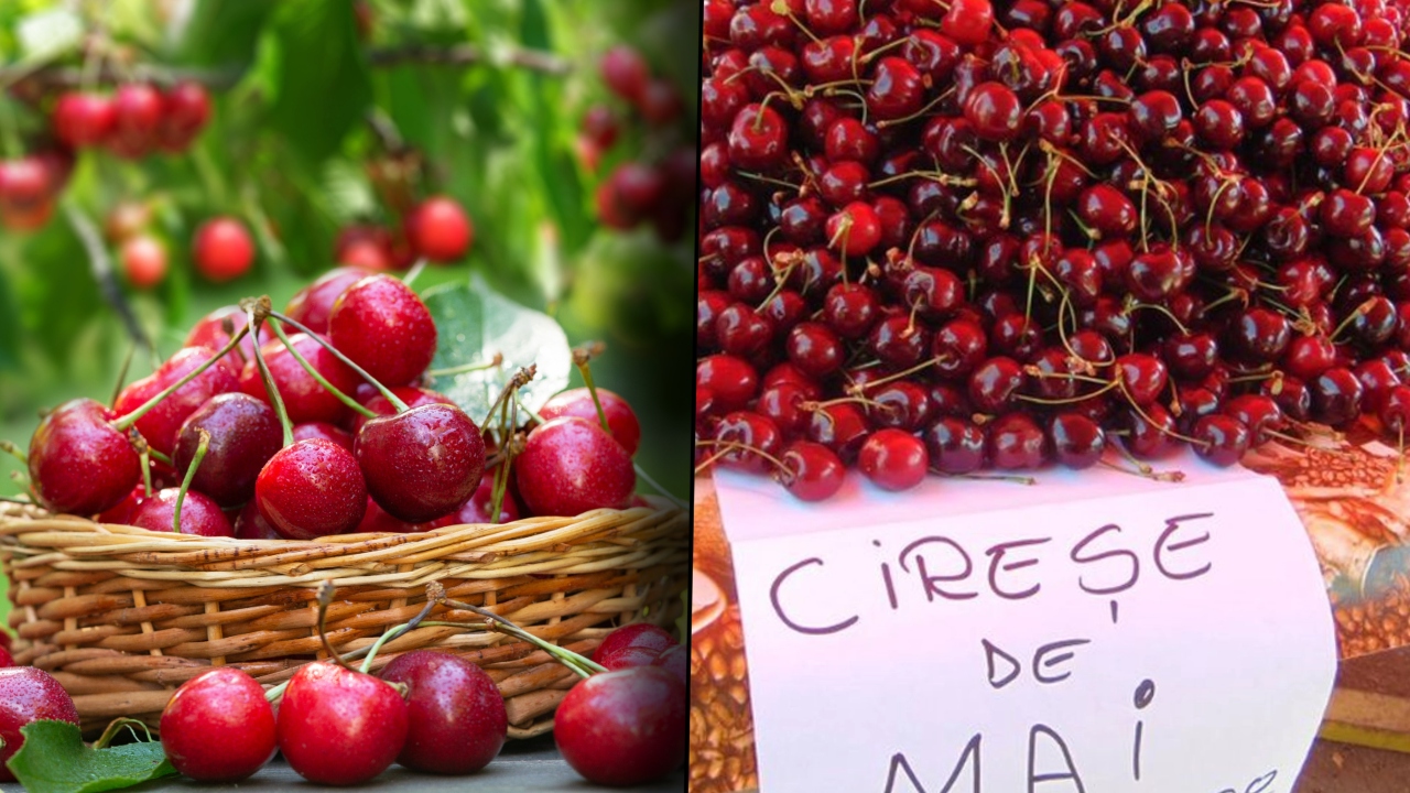 Când apar cireșele de mai în piețele românești și la ce preț se vor vinde: „Producția locală nu acoperă necesarul de consum”