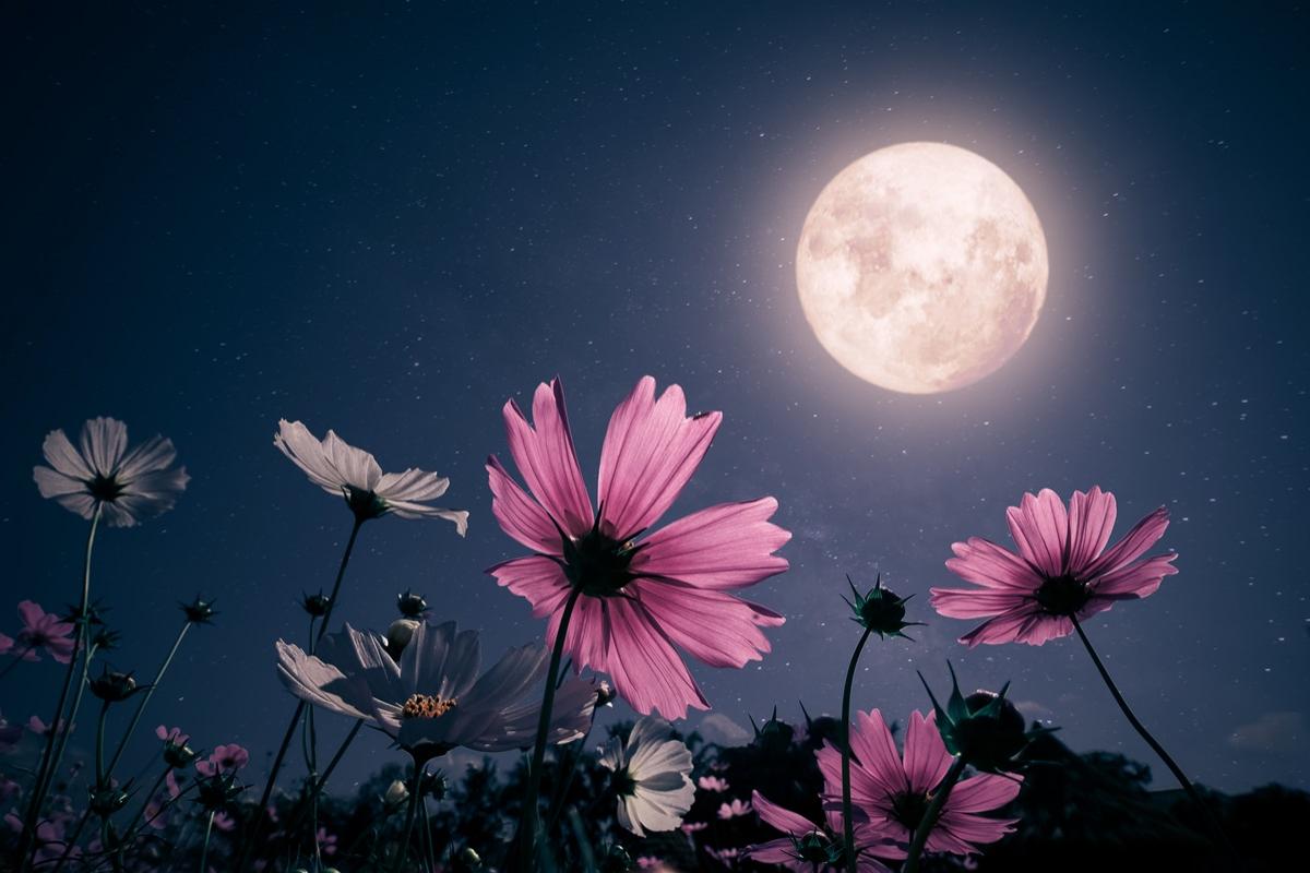 Două Luni Pline, duble şanse financiare în luna mai 2026. Vezi ce spune horoscopul banilor pentru zodia ta! 