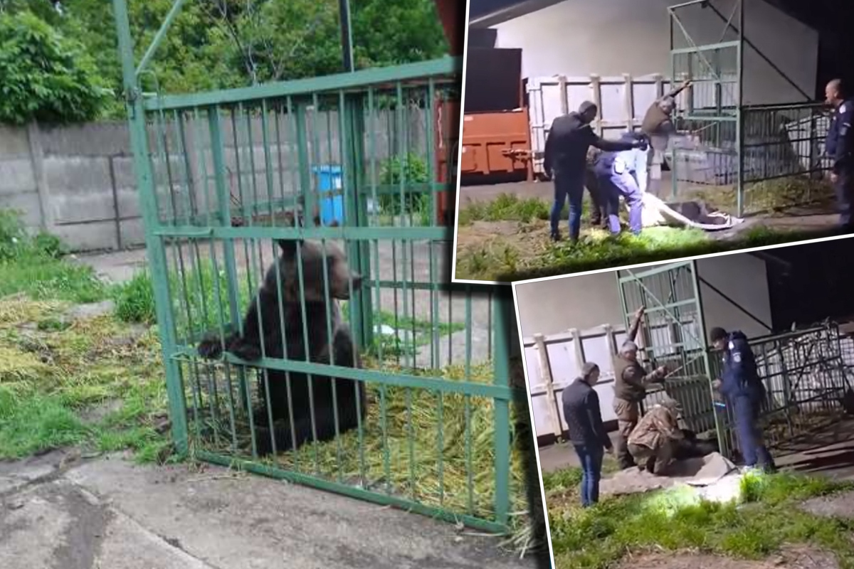 Urs capturat în curtea Şcolii de Poliţie de la Câmpina. Prezența mamiferului fusese semnalată în mod repetat în zona respectivă