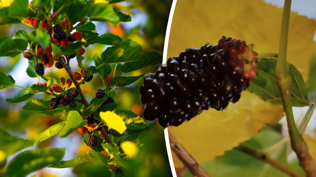 Beneficiile ascunse ale dudelor. Chiar dacă sunt pline de vitamine, trebuie consumate cu precauție de anumite persoane