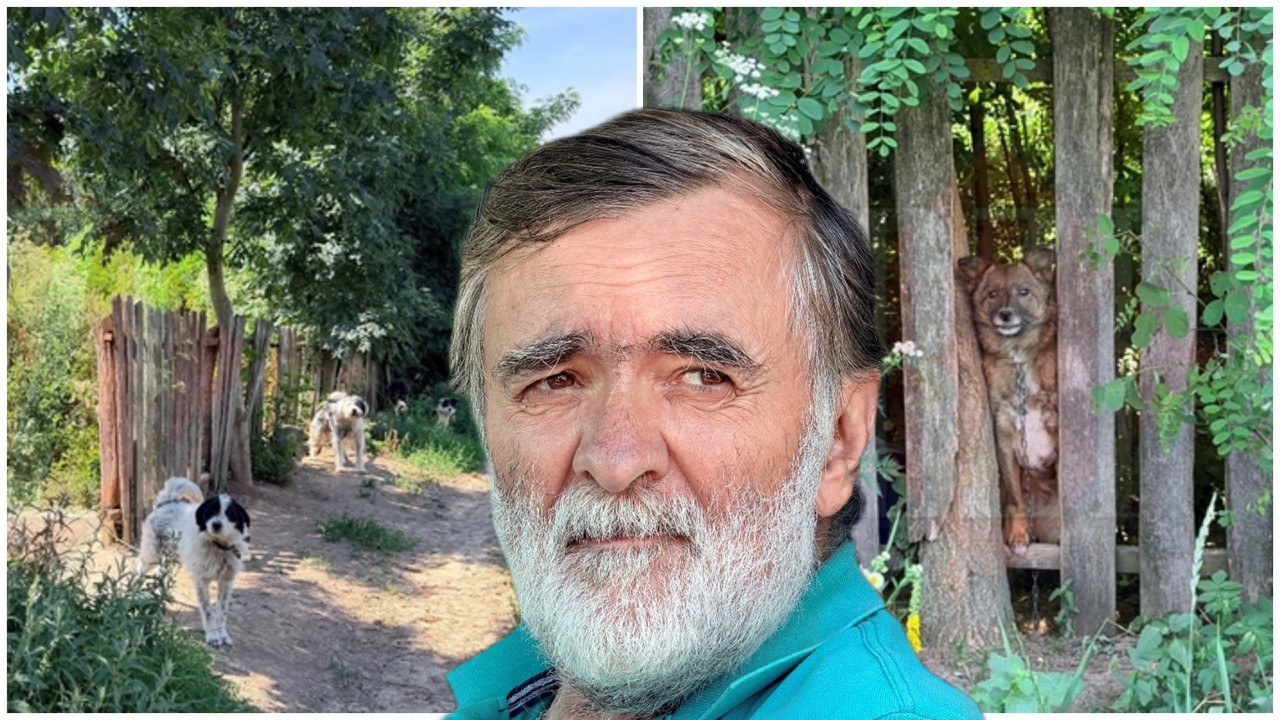Un bărbat din Iași are grijă de 300 de câini în condiții greu de descris. A fost sancționat dur de autorități: „Mi-a murit copilul, toată dragostea mea s-a dus la animale”