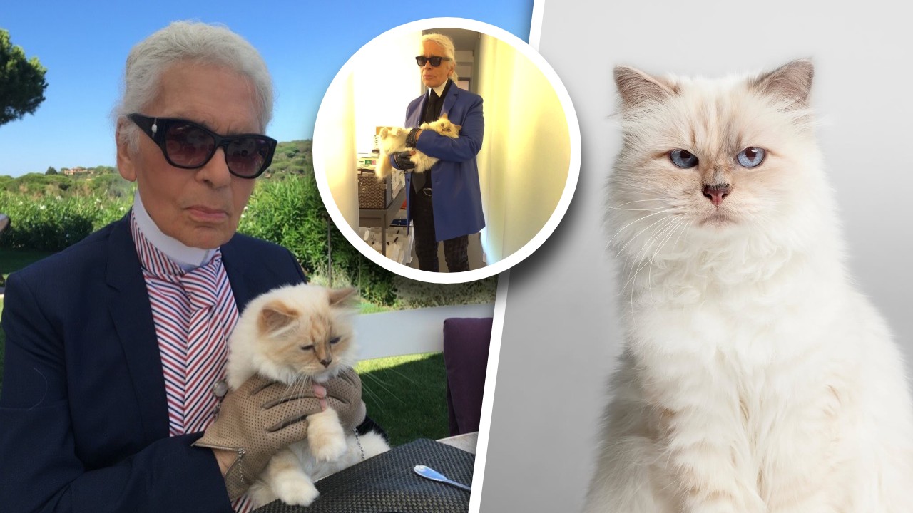 Cea mai bogată pisică din lume a rămas falită. Choupette, felina lui Karl Lagerfeld, nu a pus lăbuța pe moștenirea lăsată de creatorul de modă