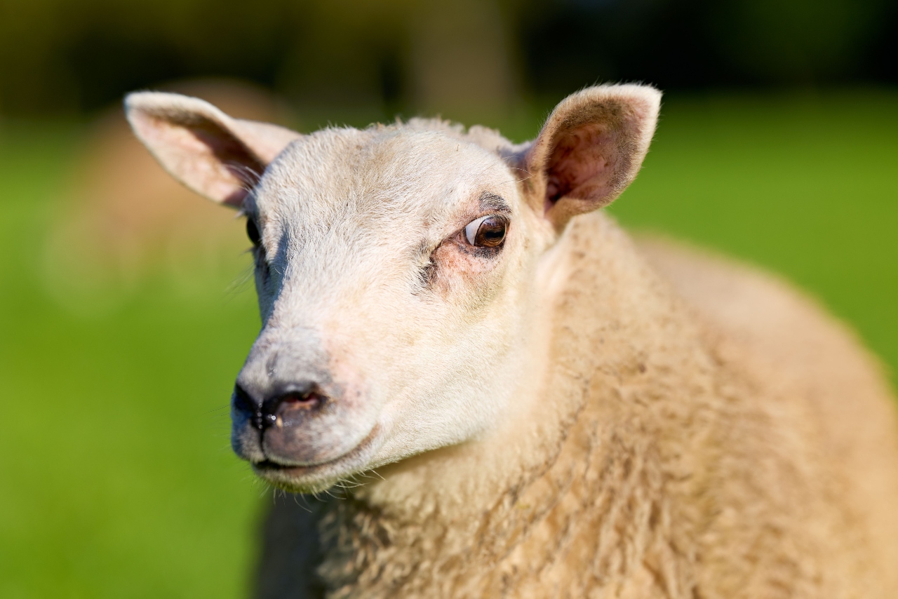 Interdicția pentru exportul de ovine și caprine din România, prelungită. Care este noul termen stabilit de Comisia Europeană