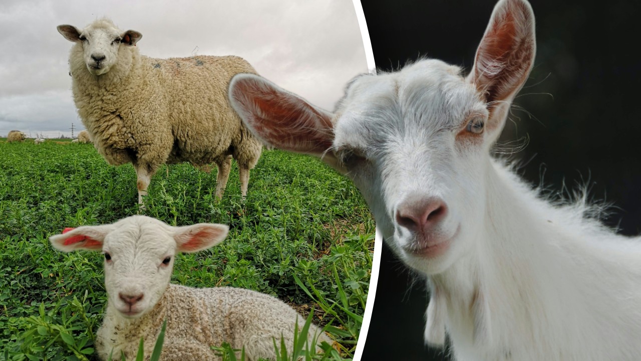 Comisia Europeană prelungește interdicția exportului de ovine și caprine din România. Guvernul cere măsuri rapide pentru ridicarea restricțiilor