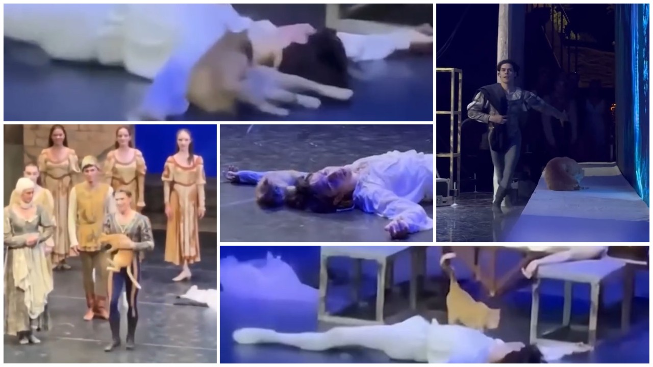 O pisică a urcat pe scenă în timpul spectacolului „Romeo și Julieta”. Momentul a devenit viral: „A furat spectacolul”