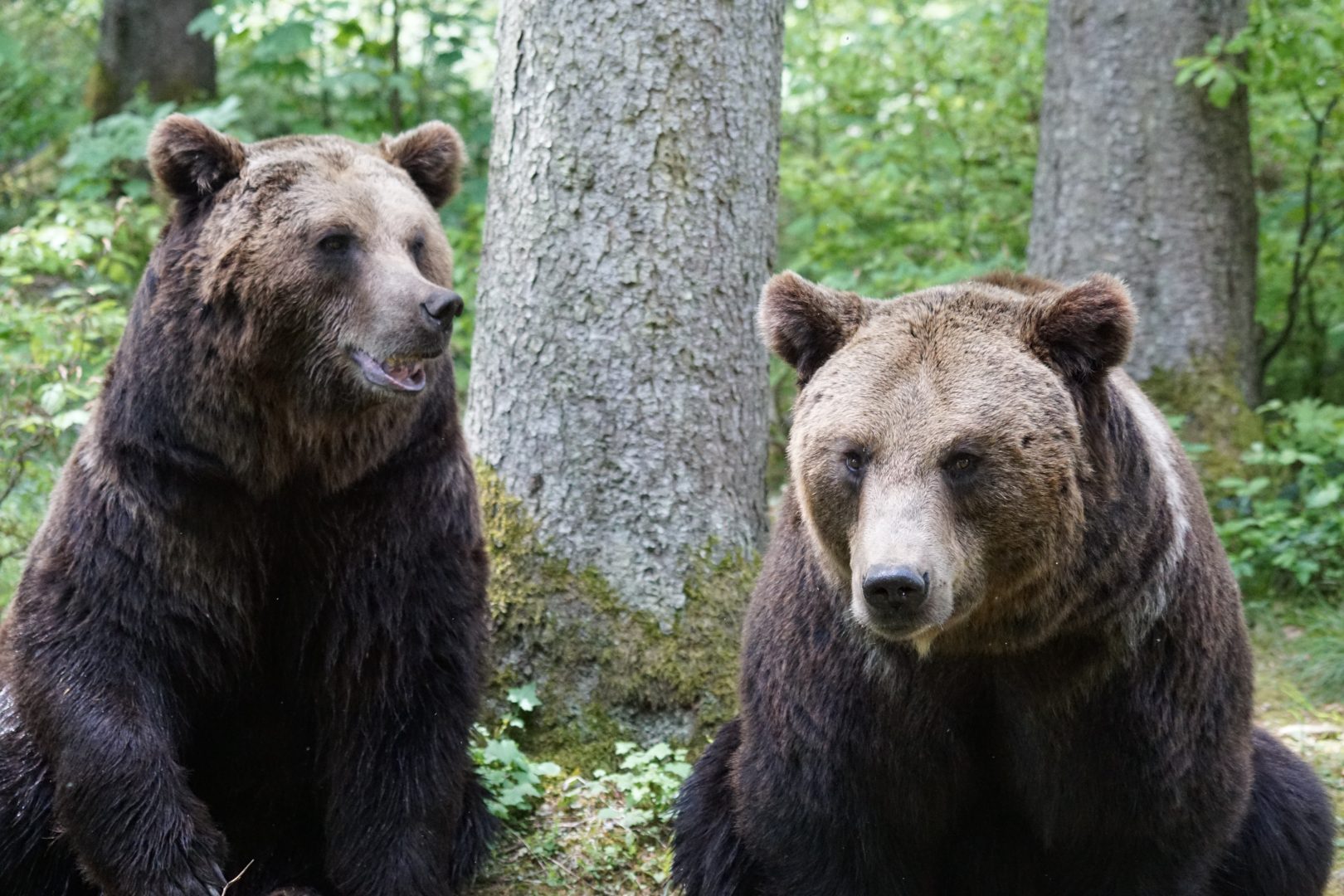 RO-Alert în cascadă din cauza urșilor. Românii sunt terorizați de animalele sălbatice, zeci de apeluri au fost date la 112
