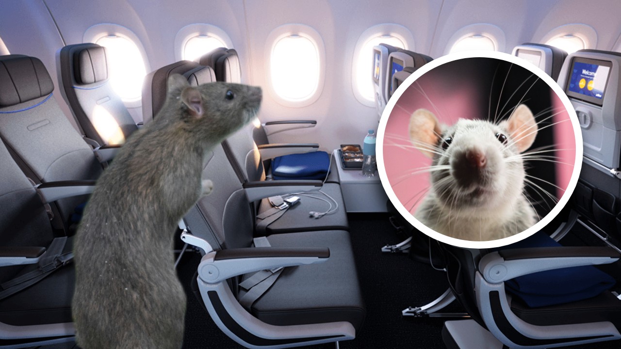 Un șobolan s-a „îmbarcat” într-un avion care zbura din Los Angeles la New York. Cum a ajuns rozătoarea la bordul aeronavei