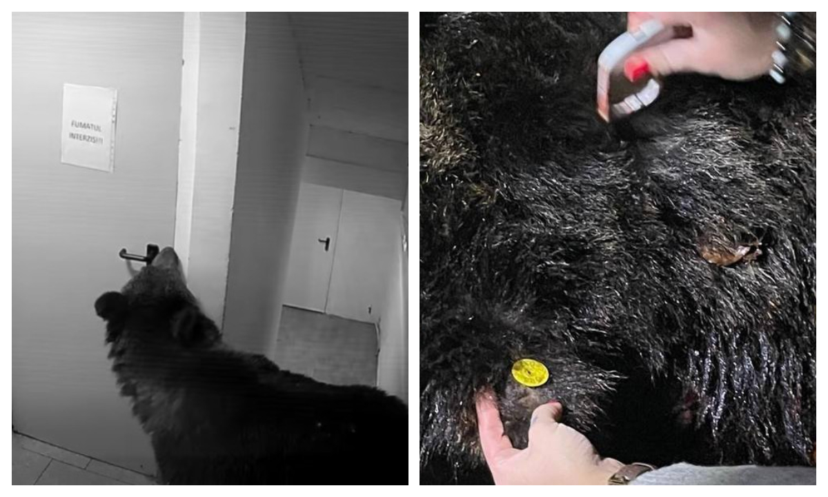 Ursul care a stârnit panică după ce a intrat într-un hotel din Poiana Brașov a fost împușcat. Animalul fusese relocat, însă a revenit în zonă