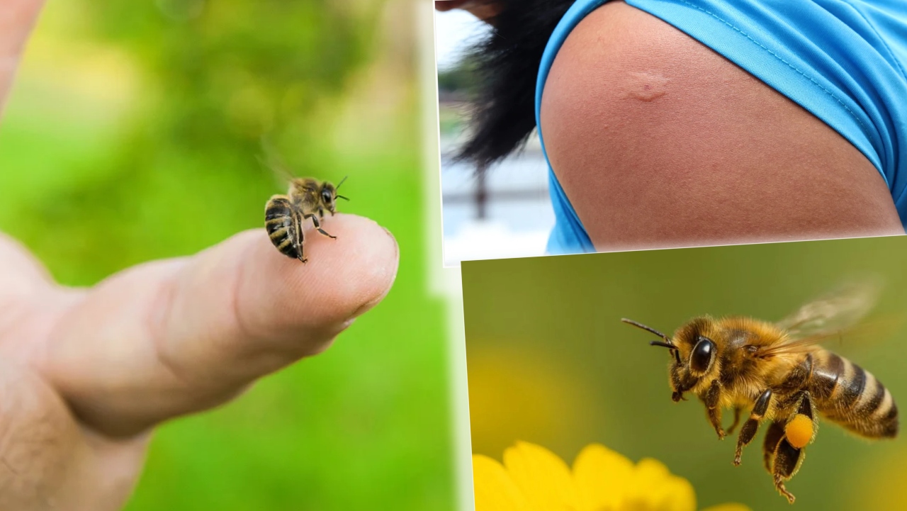Cum trebuie să procedezi atunci când ești înțepat de o albină sau viespe. Remediul natural care te ajută