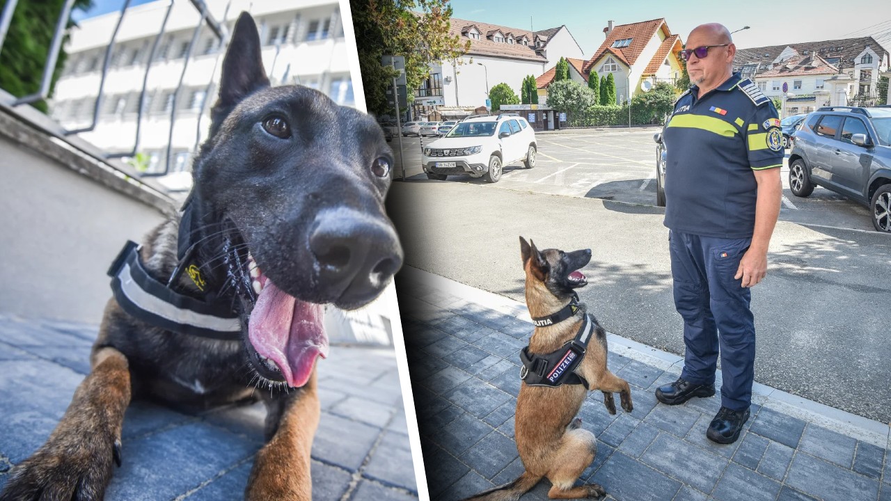 Un polițist din Sibiu refuză să se pensioneze pentru a fi alături de partenerul canin. Patrupedul are o specializare unică în România