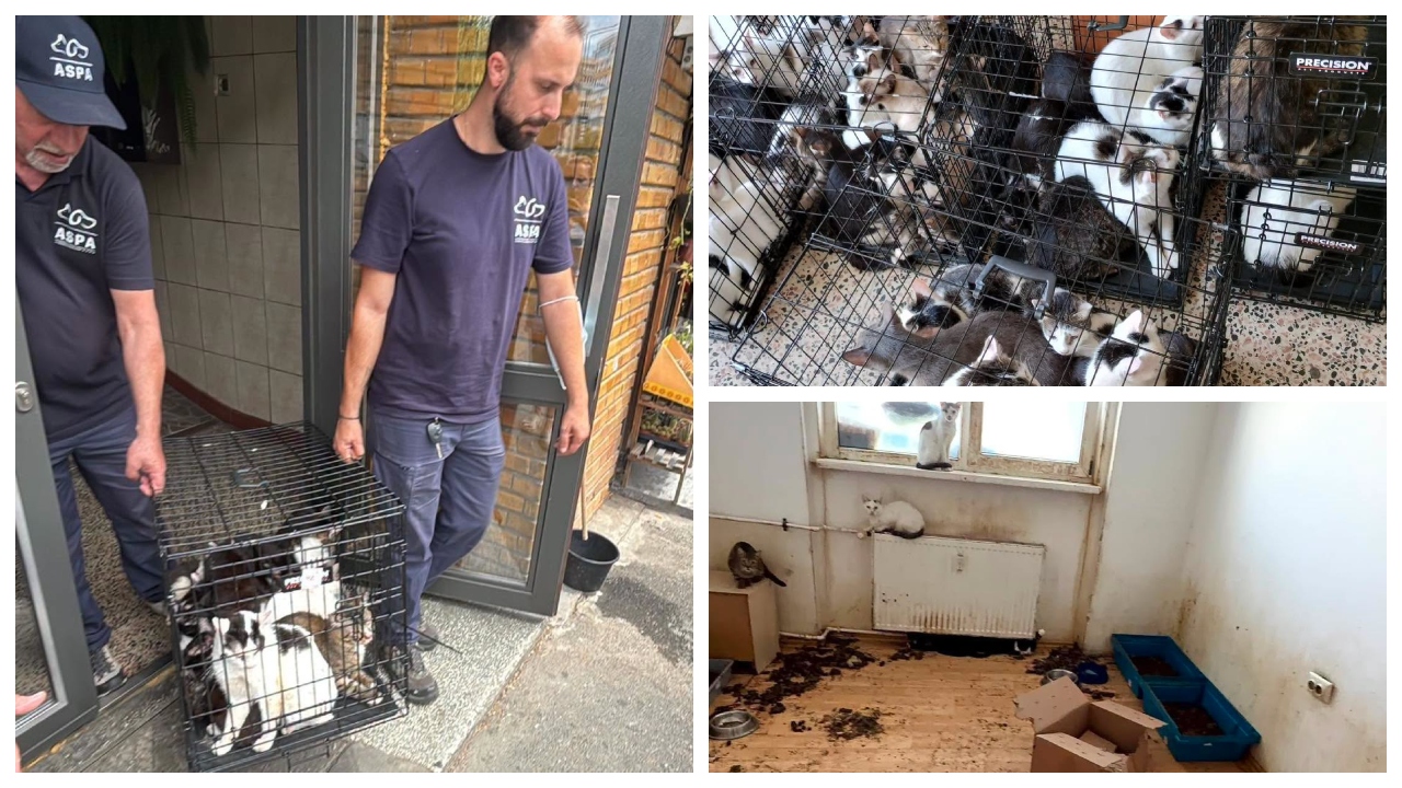 Peste 100 de pisici, ridicate dintr-un apartament din București. ASPA: unele au probleme de sănătate. Nu a fost uşor să fie relocate