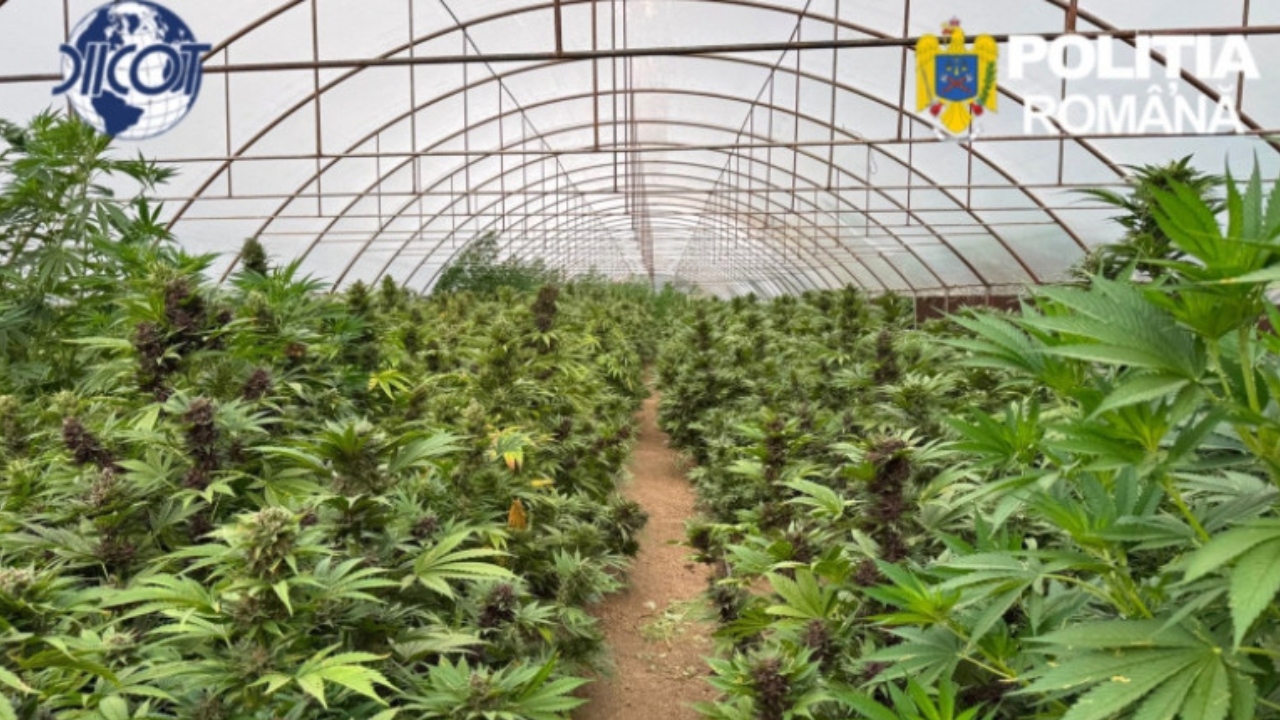 Cultură de canabis de 2,4 tone, descoperită în Neamț. Suspecții creșteau aproape 2.700 de plante într-un solar lung de 170 de metri
