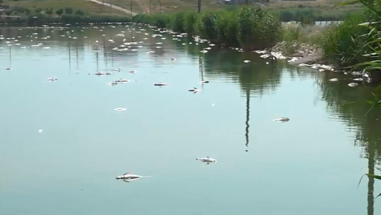 Imagini de coșmar pe litoral! Tone de pești morți în lacul Corbu și plaje îngropate în alge