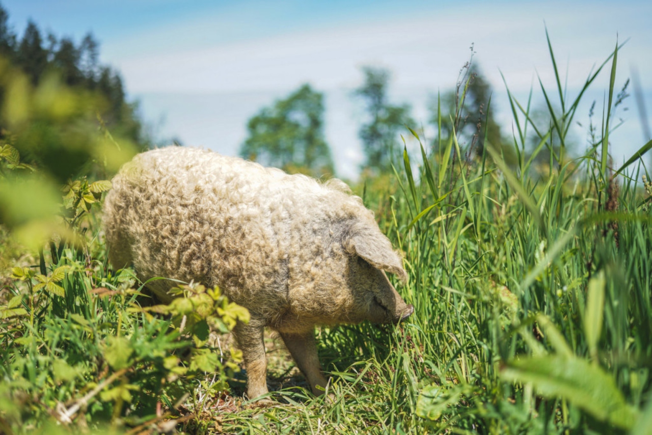 Programul Bazna și Mangalița continuă anul acesta. Câți bani vor primi crescătorii celor două rase de porci excepționale