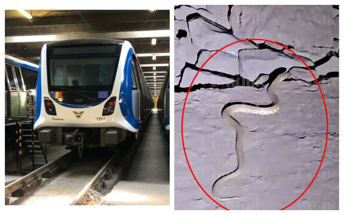 Panică la metrou din cauza șerpilor. Angajații Metrorex au filmat o reptilă pe magistrala M1: ”Jandarmeria trebuie chemată”