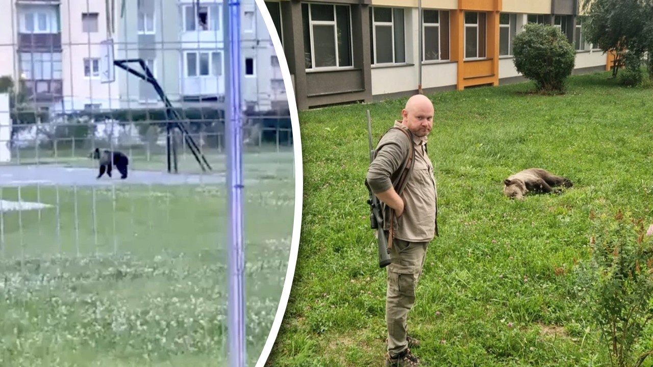 Un urs a fost tranchilizat și capturat în curtea unui liceu din Sibiu, după ce autoritățile l-au fugărit timp de două ore prin centrul orașului