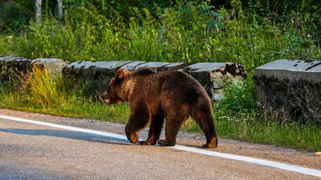 Mesaj RO-ALERT după apariția unui urs în zona Șopa din Șelimbăr, lângă Sibiu