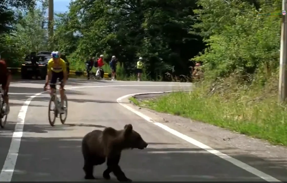Imagini incredibile. Un urs le-a tăiat calea cicliştilor în Turul Sibiului VIDEO