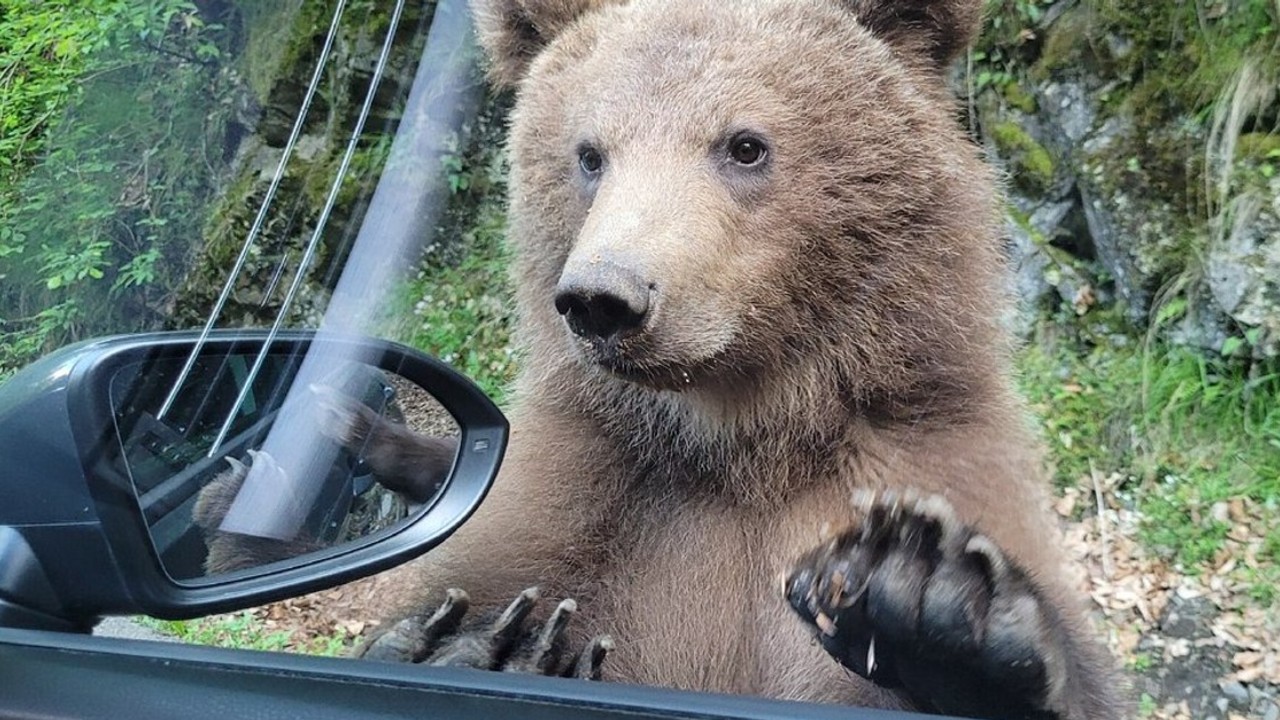 Amenzi uriașe pentru turiștii care hrănesc urșii pe Transfăgărășan. Sumele au depășit 100.000 de lei