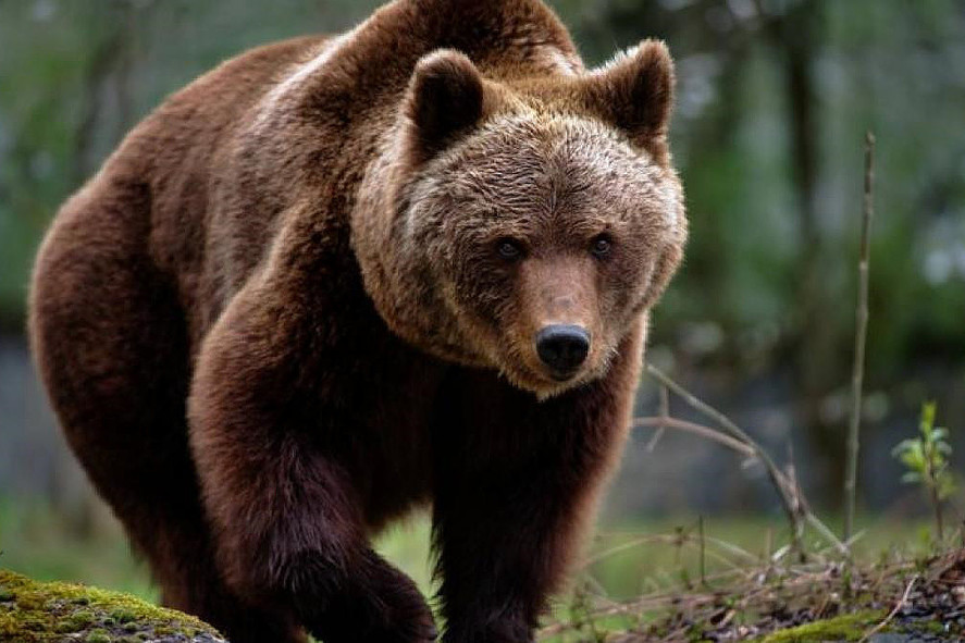 Alertele pentru urşi rivalizează cu cele de vreme rea. Şase turişti au fost înconjuraţi de 6 animale flămânde, intervenţie salutară a jandarmilor la Harghita