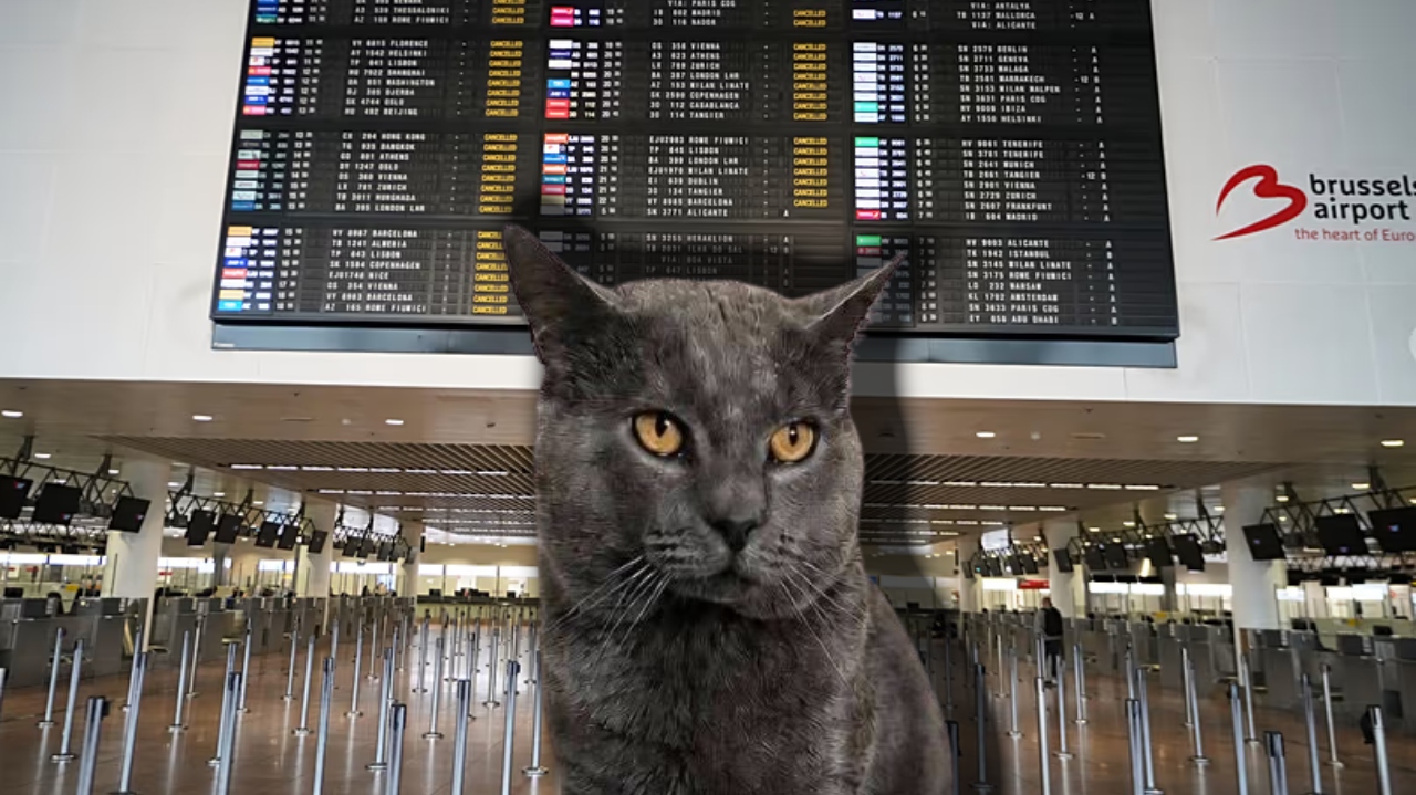 Un motan dispărut după un zbor din Bacău, găsit după aproape 20 de zile pe aeroportul din Bruxelles
