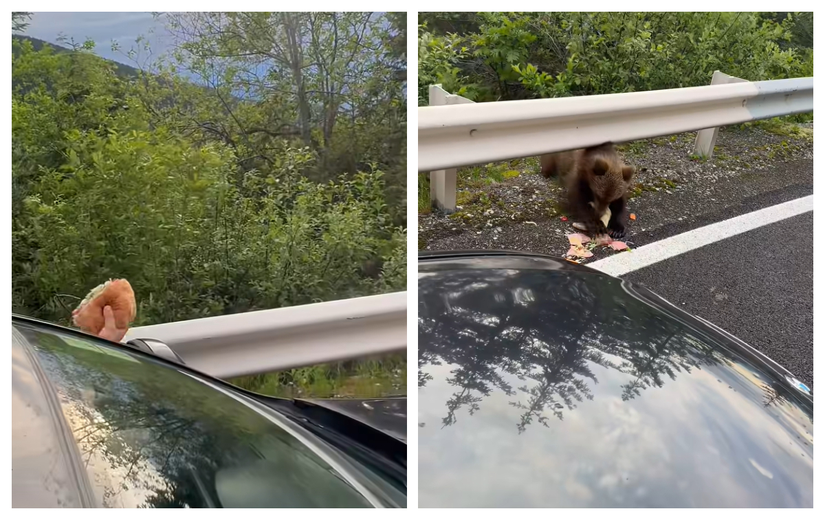 Românii inconştienţi hrănesc urşii în ciuda amenzilor uriaşe: „Haida, mănâncă. Aşa, băiatul!” VIDEO