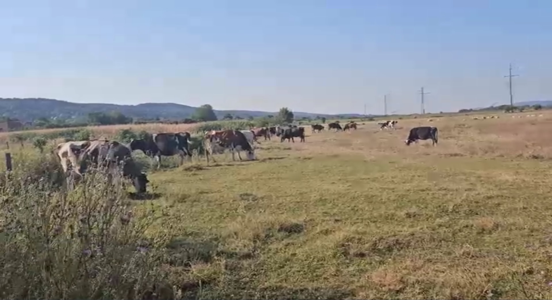 Islazul din Mihăești, județul Argeș, a încăput pe mâna șmecherilor. Fermierii nu au nicio șansă să-și ducă animalele pe pășune