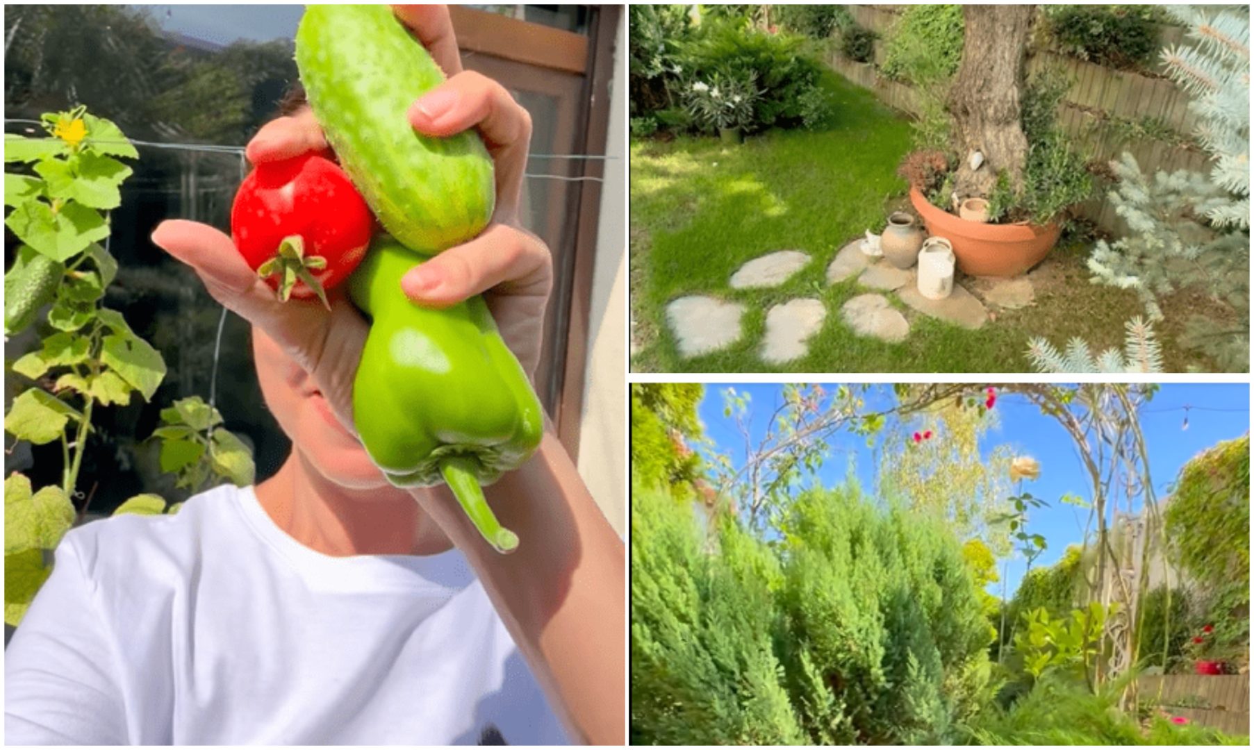 Andreea Marin, imagini noi din propria grădină. Cum arată colțul de rai al vedetei la început de toamnă: „Parfumuri și culori”