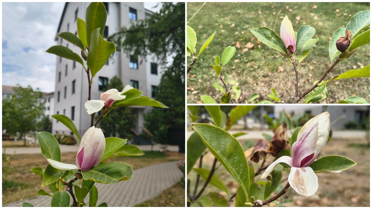 Fenomen ciudat în Oradea: mai multe magnolii au înflorit la finalul lunii august. Explicațiile biologilor: „Confuzie hormonală cauzată de climă”