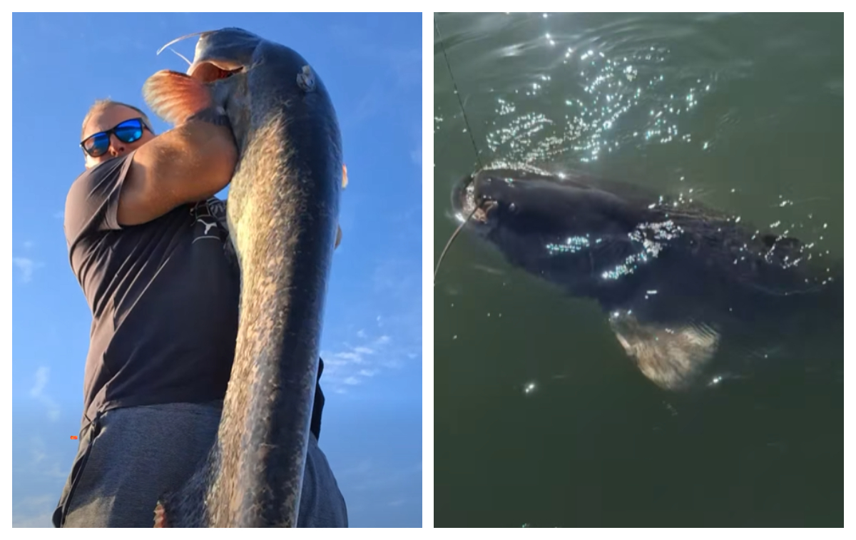 Captură impresionantă în Delta Dunării. Un pescar a prins un somn de 80 de kilograme: ”Un monstru în adevăratul sens al cuvântului”