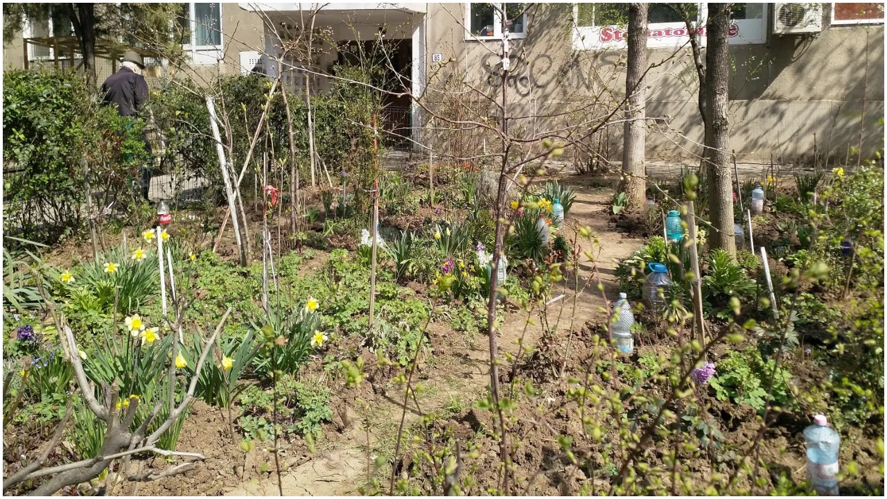 Când și cum se pot planta copaci în grădina blocului. Gestul care îți poate aduce amenzi usturătoare