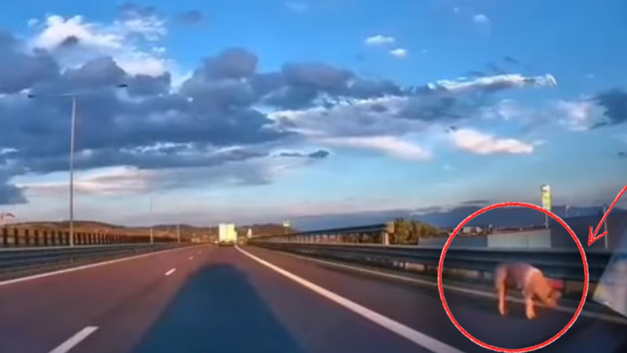 Imagini inedite cu un porc plimbându-se pe A1! Animalul a scăpat din remorcă și a ajuns pe banda de urgență. Șoferul a fost găsit de Poliție și amendat